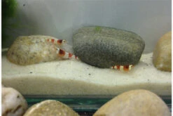 Bundle Scaper Truppe: 10 X Crystal Red Garnele + Mangrovenwurzel Mit Moos -Wassertierserien Geschäft IMG 0365