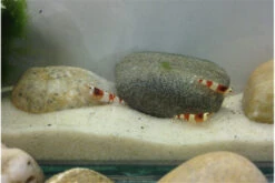 TiBee Starterpack: 5 X Blaue Tigergarnele + 5 X Crystal Red Garnele -Wassertierserien Geschäft IMG 0367 1