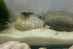 TiBee Starterpack: 5 X Blaue Tigergarnele + 5 X Crystal Red Garnele -Wassertierserien Geschäft IMG 0370