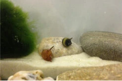 Nano Putz-Truppe: 4x Geweihschnecke + 5x Turmdeckelschnecke -Wassertierserien Geschäft IMG 0378