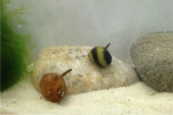 Nano Putz-Truppe: 4x Geweihschnecke + 5x Turmdeckelschnecke -Wassertierserien Geschäft IMG 0380