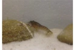 Kleinster Zwergflußkrebs - Cambarellus Diminutus - Paar + Handgemachte Krebshöhle -Wassertierserien Geschäft IMG 0479