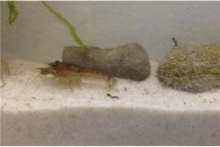 Kleinster Zwergflußkrebs - Cambarellus Diminutus - Paar + Handgemachte Krebshöhle -Wassertierserien Geschäft IMG 0481