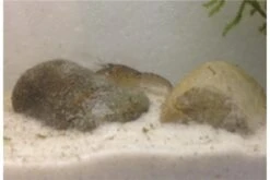 Kleinster Zwergflußkrebs - Cambarellus Diminutus - Paar + Handgemachte Krebshöhle -Wassertierserien Geschäft IMG 0482