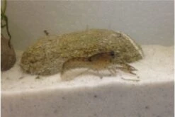 Kleinster Zwergflußkrebs - Cambarellus Diminutus - Paar + Handgemachte Krebshöhle -Wassertierserien Geschäft IMG 0485