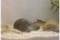 Kleinster Zwergflußkrebs - Cambarellus Diminutus - Paar + Handgemachte Krebshöhle -Wassertierserien Geschäft IMG 0486