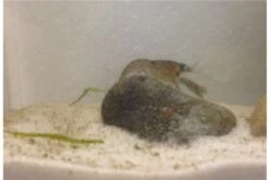 Kleinster Zwergflußkrebs - Cambarellus Diminutus - Paar + Handgemachte Krebshöhle -Wassertierserien Geschäft IMG 0487