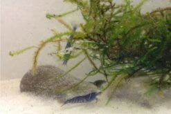 Tiger-Bundle: 10 X Blaue Tigergarnele, Caridina Cf. Cantonensis + Portion Javamoos 15 Tiger-Bundle: 10 X Blaue Tigergarnele, Caridina Cf. Cantonensis + Portion Javamoos -Wassertierserien Geschäft IMG 0494