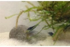 Tiger-Bundle: 10 X Blaue Tigergarnele, Caridina Cf. Cantonensis + Portion Javamoos 16 Tiger-Bundle: 10 X Blaue Tigergarnele, Caridina Cf. Cantonensis + Portion Javamoos -Wassertierserien Geschäft IMG 0498