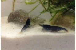 Tiger-Bundle: 10 X Blaue Tigergarnele, Caridina Cf. Cantonensis + Portion Javamoos 18 Tiger-Bundle: 10 X Blaue Tigergarnele, Caridina Cf. Cantonensis + Portion Javamoos -Wassertierserien Geschäft IMG 0502