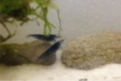 Tiger-Bundle: 10 X Blaue Tigergarnele, Caridina Cf. Cantonensis + Portion Javamoos 19 Tiger-Bundle: 10 X Blaue Tigergarnele, Caridina Cf. Cantonensis + Portion Javamoos -Wassertierserien Geschäft IMG 0504