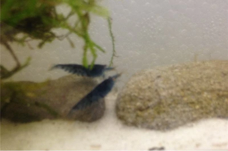 Tiger-Bundle: 10 X Blaue Tigergarnele, Caridina Cf. Cantonensis + Portion Javamoos 10 Tiger-Bundle: 10 X Blaue Tigergarnele, Caridina Cf. Cantonensis + Portion Javamoos – Bild 10