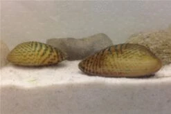 Schwebealgen-Bundle: 2x Ornamentmuscheln + 1 Portion Büschelfarn + 4 Bund-Pflanzen 10 Schwebealgen-Bundle: 2x Ornamentmuscheln + 1 Portion Büschelfarn + 4 Bund-Pflanzen -Wassertierserien Geschäft IMG 0509