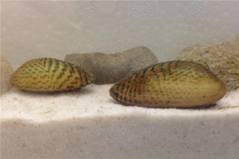 Schwebealgen-Bundle: 2x Ornamentmuscheln + 1 Portion Büschelfarn + 4 Bund-Pflanzen 5 Schwebealgen-Bundle: 2x Ornamentmuscheln + 1 Portion Büschelfarn + 4 Bund-Pflanzen – Bild 5