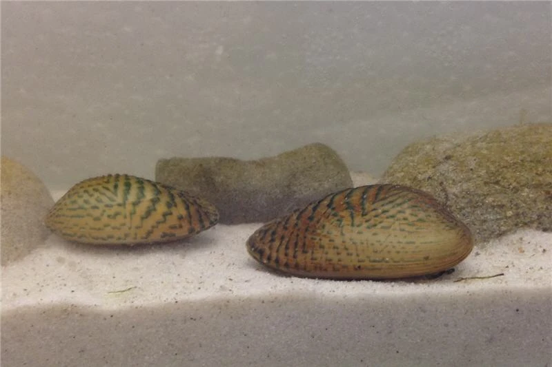 Schwebealgen-Bundle: 2x Ornamentmuscheln + 1 Portion Büschelfarn + 4 Bund-Pflanzen 6 Schwebealgen-Bundle: 2x Ornamentmuscheln + 1 Portion Büschelfarn + 4 Bund-Pflanzen – Bild 6