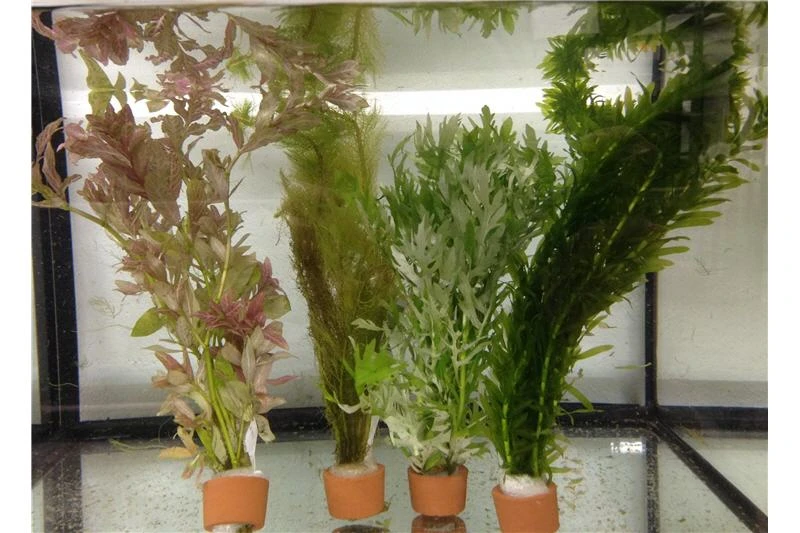 Schwebealgen-Bundle: 2x Ornamentmuscheln + 1 Portion Büschelfarn + 4 Bund-Pflanzen 4 Schwebealgen-Bundle: 2x Ornamentmuscheln + 1 Portion Büschelfarn + 4 Bund-Pflanzen – Bild 4