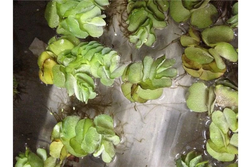 Schwebealgen-Bundle: 2x Ornamentmuscheln + 1 Portion Büschelfarn + 4 Bund-Pflanzen 3 Schwebealgen-Bundle: 2x Ornamentmuscheln + 1 Portion Büschelfarn + 4 Bund-Pflanzen – Bild 3