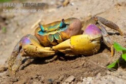 Indonesische Riesenlandkrabbe, Cardisoma Carnifex -Wassertierserien Geschäft Indonesische Riesenlandkrabbe Cardisoma carnifex 2