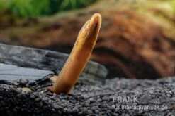 Indonesischer Kurzflossen-Aal, Anguilla Bicolor -Wassertierserien Geschäft Indonesischer Kurzflossen Aal Anguilla bicolor neu 3