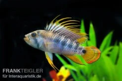 Inka Zwergbuntbarsch, Apistogramma Baenschi Inka, Paarweise