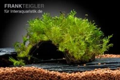 Oranger Zwergflußkrebs - Cambarellus CPO-Paar + Bepflanzte Kokosnusshöhle 5 Oranger Zwergflußkrebs - Cambarellus CPO-Paar + Bepflanzte Kokosnusshöhle -Wassertierserien Geschäft Javamoos Vesicularia dubyana auf Kokosnusshoehle neu 2