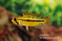 Kakaduzwergbuntbarsch Rot, Apistogramma Cacatuoides, Paarweise -Wassertierserien Geschäft Kakaduzwergbuntbarsch rot Apistogramma cacatuoides paarweise 3