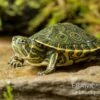 Karibische Schmuckschildkröte, Trachemys Venusta