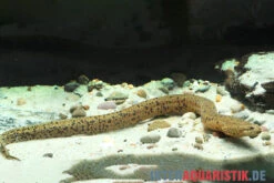 Kiemenschlitzaal, Synbranchus Marmoratus