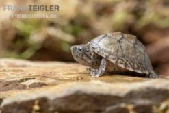 Gekielte Moschusschildkröte, Kinosternon Carinatum -Wassertierserien Geschäft Kinosternon carinatum