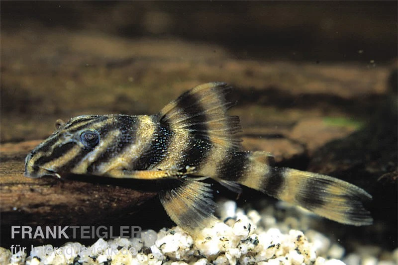Rio Negro-Tigerharnischwels, L169, LDA1, Panaqolus Sp., 3-4 Cm 2 Rio Negro-Tigerharnischwels, L169, LDA1, Panaqolus Sp., 3-4 Cm – Bild 2