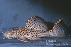 Wels L91 Orangesaum-Rüsselzahnwels, Leporacanthicus Triactis -Wassertierserien Geschäft L 91 Leporacanthicus triactis