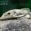 LDA 25 Pitbull Pleco, Parotocinclus Jumbo