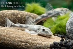 LDA 25 Pitbull Pleco, Parotocinclus Jumbo -Wassertierserien Geschäft LDA 25 Pitbull Pleco Parotocinclus jumbo 3