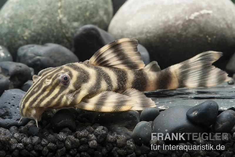 Rio Negro-Tigerharnischwels, L169, LDA1, Panaqolus Sp., 3-4 Cm 1 Rio Negro-Tigerharnischwels, L169, LDA1, Panaqolus Sp., 3-4 Cm