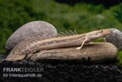 Lapradei-Flösselhecht, Polypterus Lapradei, 20-30 Cm -Wassertierserien Geschäft Lapradei Floesselhecht Polypterus lapradei 3