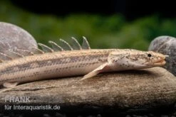 Lapradei-Flösselhecht, Polypterus Lapradei, 20-30 Cm -Wassertierserien Geschäft Lapradei Floesselhecht Polypterus lapradei 4