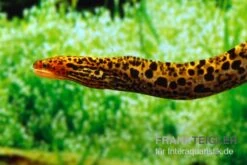 Leopardmuräne, Gymnothorax Polyuranodon (Echte Süßwassermuräne) -Wassertierserien Geschäft Leopardmuraene Gymnothorax polyuranodon Echte Suesswassermuraene 3