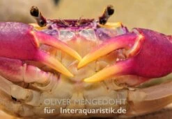 Lila Süßwasserkrabbe, Globithelphusa "indian Lilac" -Wassertierserien Geschäft Lila Suesswasserkrabbe Globithelphusa indian lilac 1