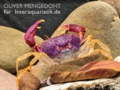 Lila Süßwasserkrabbe, Globithelphusa "indian Lilac" -Wassertierserien Geschäft Lila Suesswasserkrabbe Globithelphusa indian lilac 3