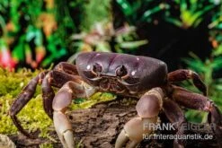 Lila Weihnachtsinselkrabbe, Gecarcoidea Humei, XL -Wassertierserien Geschäft Lila Weihnachtsinselkrabbe Gecarcoidea humei 1 1
