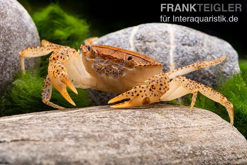 Linsenkrabbe, Parathelphusa Cf. Convexa 1 Linsenkrabbe, Parathelphusa Cf. Convexa