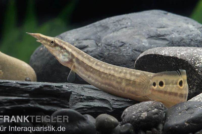 Pfauen-Stachelaal, Macrognathus Siamensis 1 Pfauen-Stachelaal, Macrognathus Siamensis