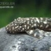 Marmor-Ancistrus, Ancistrus Claro, LDA 8, DNZ