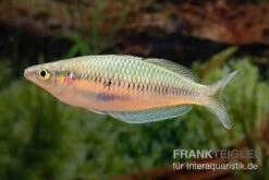 Sikuensis-Regenbogenfisch, Melanotaenia Sikuensis, 5 Tiere -Wassertierserien Geschäft Melanotaenia sp Isim 23