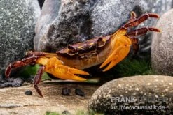 Melonenkrabbe, Thaksinthelphusa Yongchindaratae -Wassertierserien Geschäft Melonenkrabbe Thaksinthelphusa yongchindaratae 3