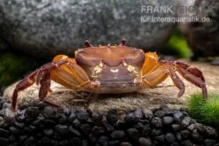 Melonenkrabbe, Thaksinthelphusa Yongchindaratae -Wassertierserien Geschäft Melonenkrabbe Thaksinthelphusa yongchindaratae 6