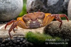 Melonenkrabbe, Thaksinthelphusa Yongchindaratae -Wassertierserien Geschäft Melonenkrabbe Thaksinthelphusa yongchindaratae 7