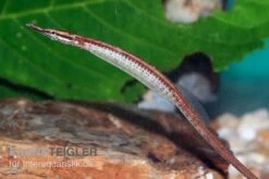 Mertens Süßwassernadel, Doryichthys Martensii