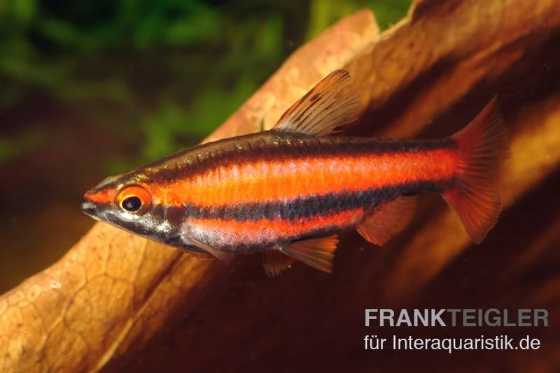 Purpurziersalmler, Nannostomus Mortenthaleri 1 Purpurziersalmler, Nannostomus Mortenthaleri