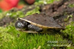 Wassertierserien Geschäft -Wassertierserien Geschäft Neuguinea Schnappschildkroete Emydura novaeguineae 2